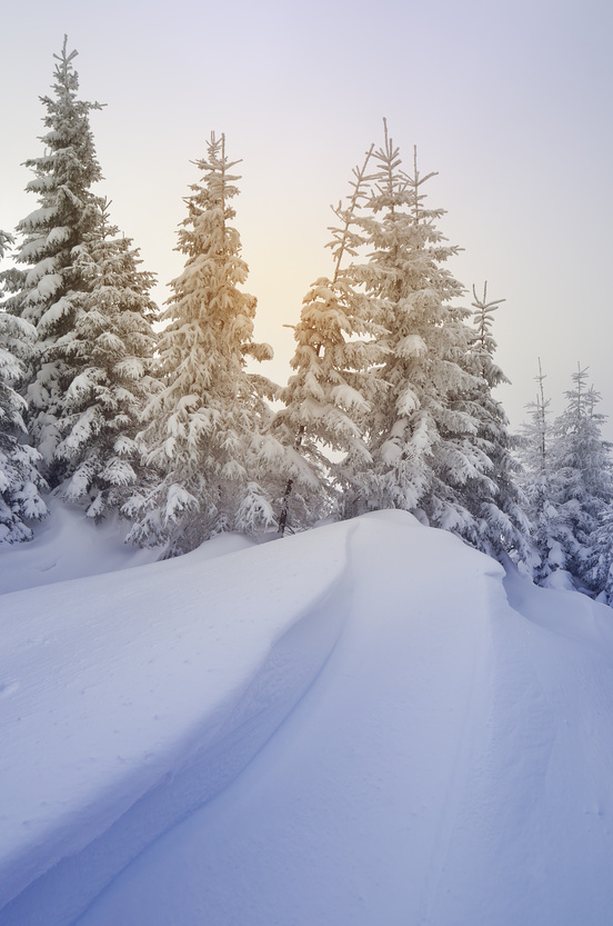 Winter Forest