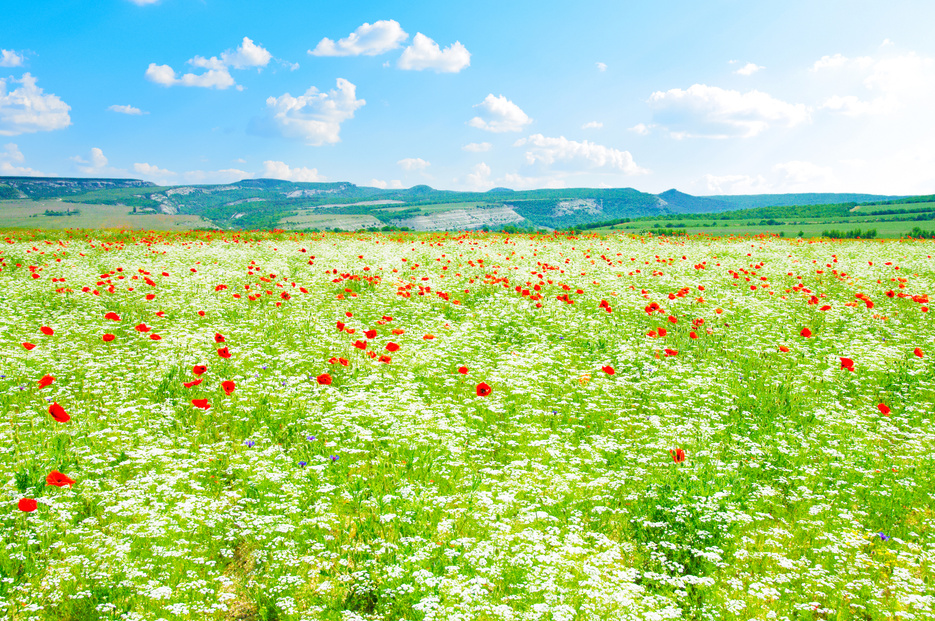 Summer field